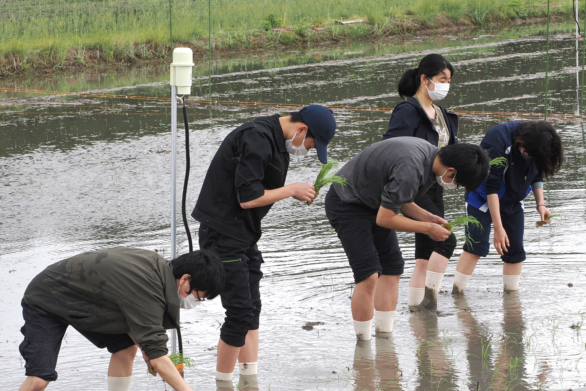 農場に設置された水田センサーと田植えの実習風景